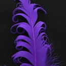 Curly Nagori Goose Feathers 12pcs