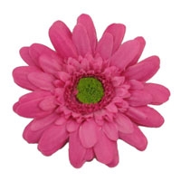 4" Gerbera Daisy Hair Flower