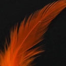 Pointy Hackle Feathers 12pcs