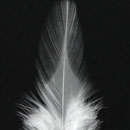 Pointy Hackle Feathers 12pcs