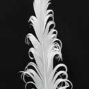 Curly Nagori Goose Feathers 12pcs