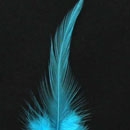 Pointy Hackle Feathers 12pcs