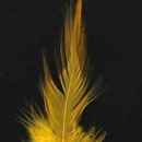 Pointy Hackle Feathers 12pcs